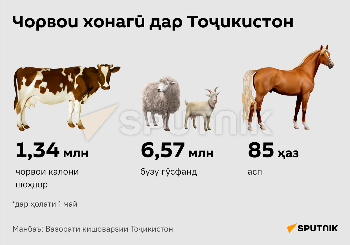 Домашний скот в Таджикистане - Sputnik Тоҷикистон
