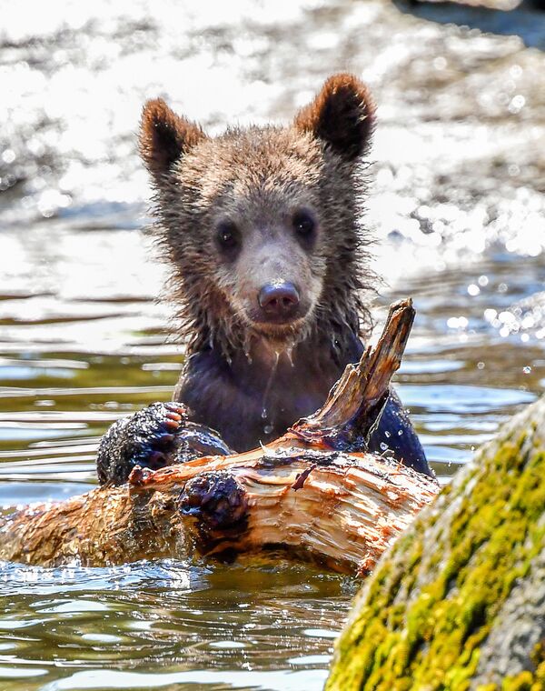 Медвежонок в вольере во время сильной жары в Стокгольме - Sputnik Таджикистан