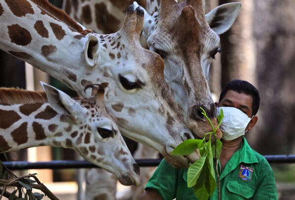 Работник зоопарка во время кормления жирафов в Джакарте, Индонезия  - Sputnik Таджикистан