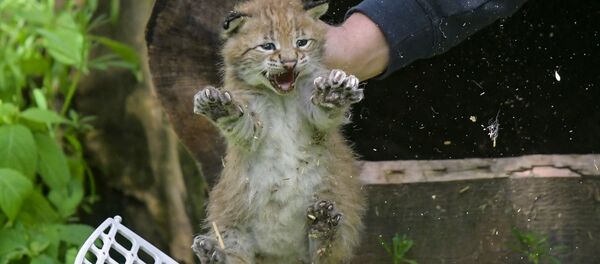Одна из трех новорожденных рысей в парке дикой природы в Гамбурге, Германия - Sputnik Таджикистан