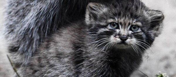 Самка манула с детенышем в Новосибирском зоопарке - Sputnik Таджикистан