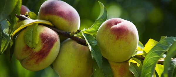 Урожай персиков - Sputnik Таджикистан