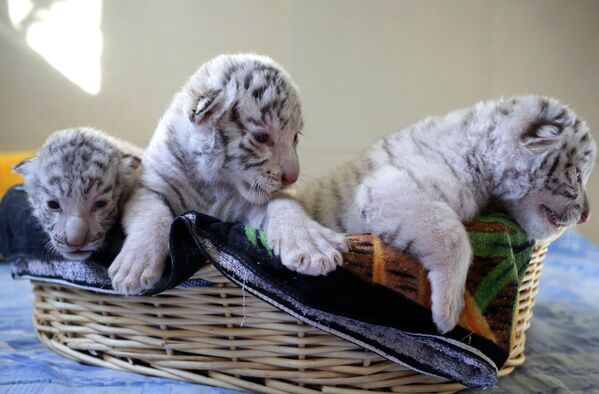 Белые бенгальские тигрята, родившиеся в ялтинском зоопарке Сказка - Sputnik Таджикистан