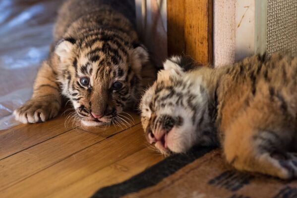 Тигрята в квартире ветеринарного врача Натальи Степановой - Sputnik Таджикистан