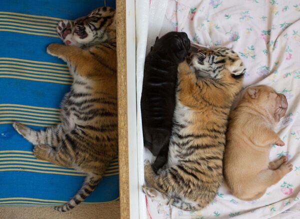 Новорожденные тигрята и щенки шарпея - Sputnik Таджикистан