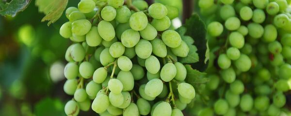 Виноград - Sputnik Таджикистан