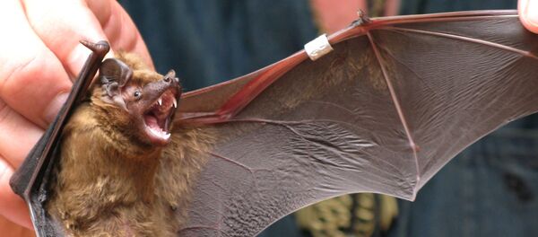 Летучая мышь, архивное фото - Sputnik Тоҷикистон