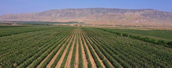 Сельское хозяйство в Таджикистане - Sputnik Таджикистан