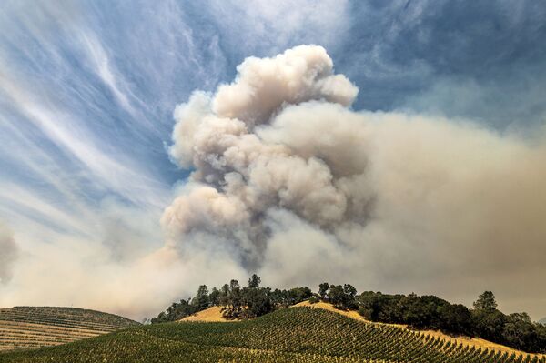 Дым от лесных пожаров над виноградником в округе Напа, Калифорния - Sputnik Таджикистан