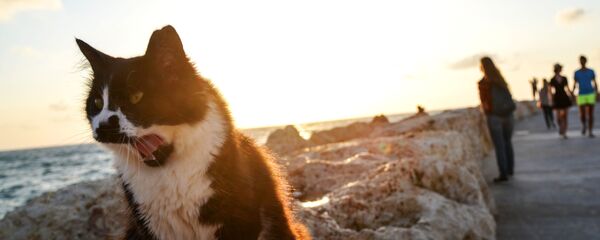 Побережье Средиземного моря в Тель-Авиве Побережье Средиземного моря в Тель-Авиве - Sputnik Таджикистан