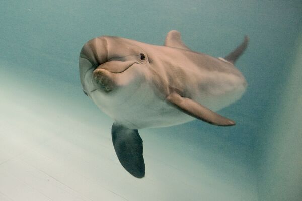 Дельфин-афалина в Московском дельфинарии - Sputnik Таджикистан