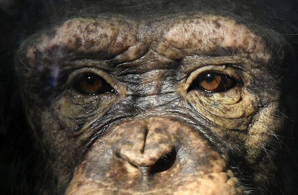 Молодая самка шимпанзе Анфиса в парке флоры и фауны Роев ручей на окраине Красноярска - Sputnik Таджикистан