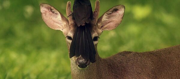 Птица на голове белохвостого оленя Птица на голове белохвостого оленя - Sputnik Таджикистан