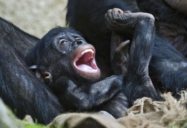 Детеныш бонобо в зоопарке Лейпцига, Германия  - Sputnik Таджикистан