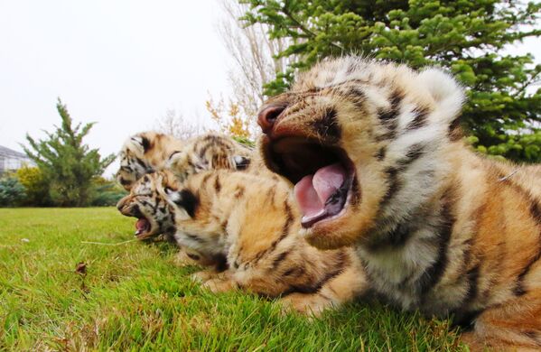 Новорожденные амурские тигрята в сафари-парке Тайган в Крыму - Sputnik Таджикистан