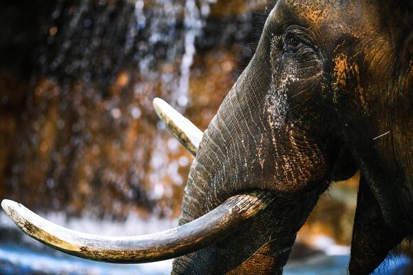 Африканский слон в Московском зоопарке - Sputnik Таджикистан