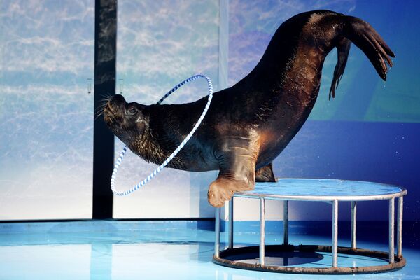 Калифорнийский морской лев во время репетиции дельфин-шоу «Легенда начинается» в океанариуме Дельфин в Екатеринбурге - Sputnik Таджикистан