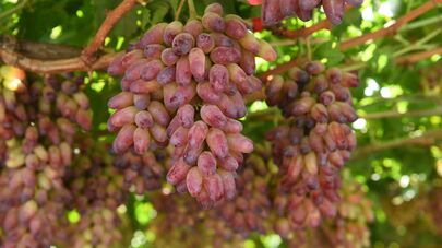 Урожай в садах Турсунзаде