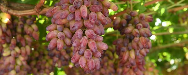 Урожай в садах Турсунзаде - Sputnik Таджикистан