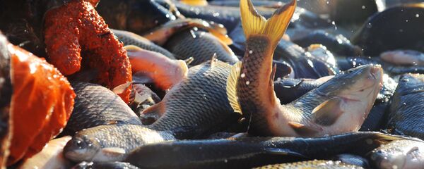 Рыбное хозяйство Рыбное хозяйство - Sputnik Таджикистан