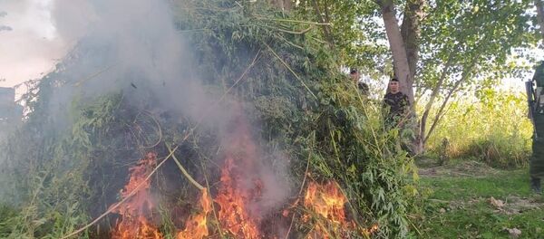 Семь тонн конопли кыргызские военные сожгли на приграничной с Таджикистаном и Узбекистаном территории - Sputnik Таджикистан