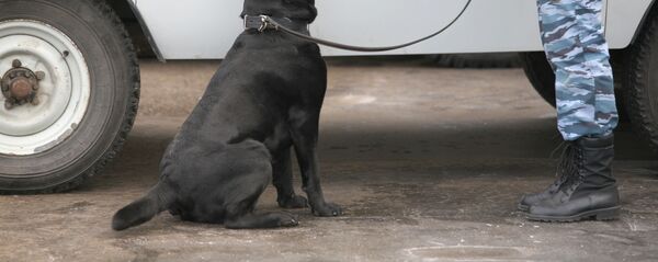 Чемпионат по многоборью среди кинологов в Новосибирске - Sputnik Таджикистан