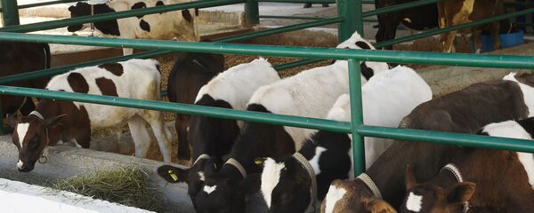 Ферма по разведению крупного рогатого скота в Таджикистане  - Sputnik Тоҷикистон