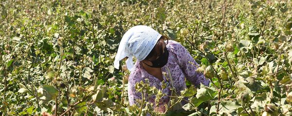 Сбор хлопка в Таджикистане Сбор хлопка в Таджикистане - Sputnik Таджикистан