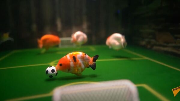 Китаец научил аквариумных питомцев играть в футбол - Sputnik Тоҷикистон