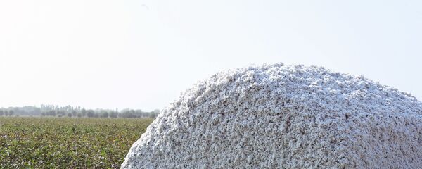 Сбор хлопка в Таджикистане - Sputnik Тоҷикистон