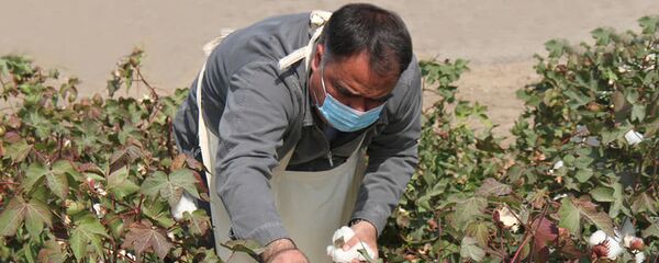 Пахтачинии раиси вилояти Суғд - Sputnik Тоҷикистон