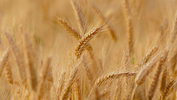 Пшеница - Sputnik Таджикистан