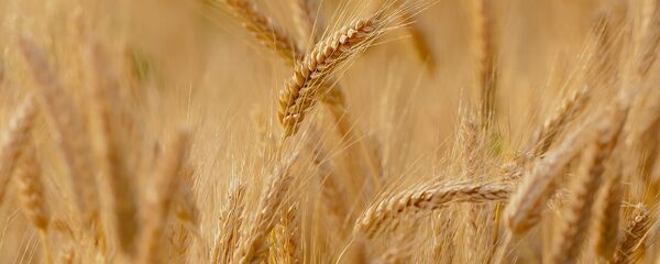 Пшеница - Sputnik Тоҷикистон