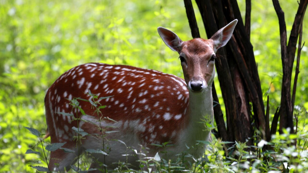 Doyki com porno jinsiy aloqa