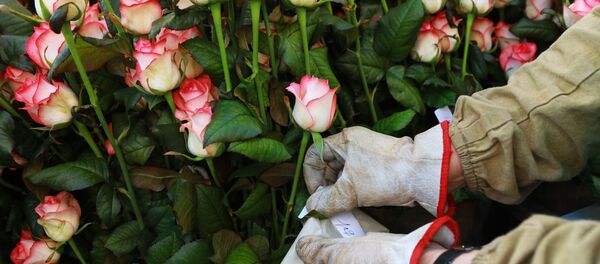 Тепличный комплекс Розы Белогорья - Sputnik Таджикистан