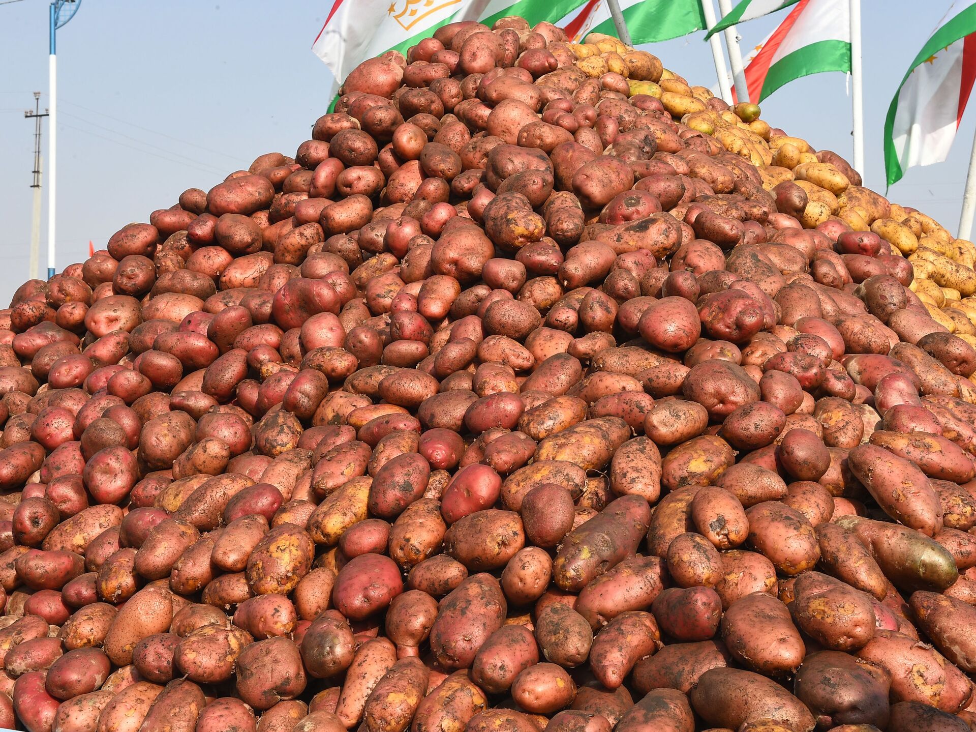 Урожайность картошки. Картошка в Таджикистане. Урожай картофеля. Тонна картофеля.