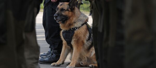Служебная собака, архивное фото Служебная собака, архивное фото - Sputnik Таджикистан