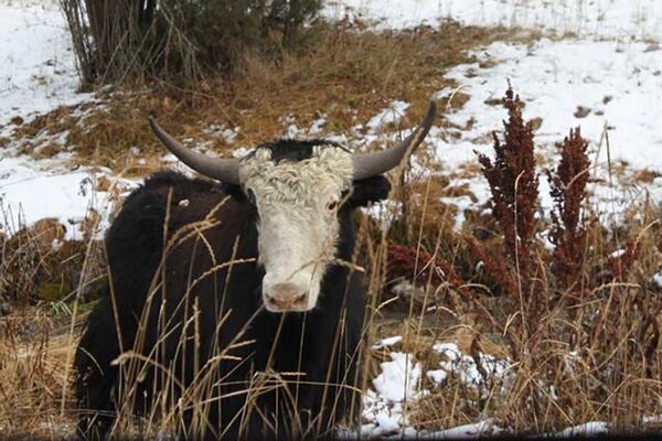 Горные быки в Шахристане - Sputnik Таджикистан