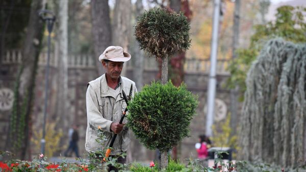 Садовод стрижет декоративное дерево - Sputnik Таджикистан