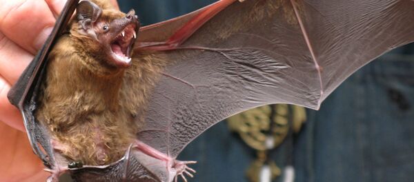 Летучая мышь, архивное фото - Sputnik Тоҷикистон