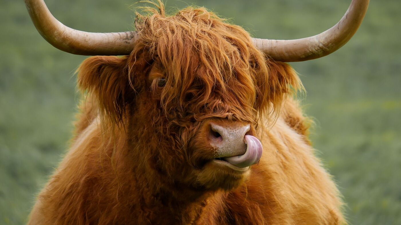 Что ожидать от Металлического Быка? Экспертный обзор и прогнозы