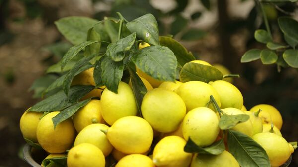 Сбор лимонов - Sputnik Таджикистан