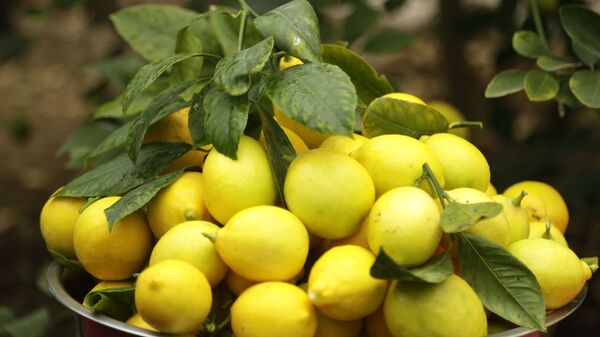 Сбор лимонов - Sputnik Тоҷикистон