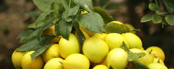 Сбор лимонов Сбор лимонов - Sputnik Тоҷикистон