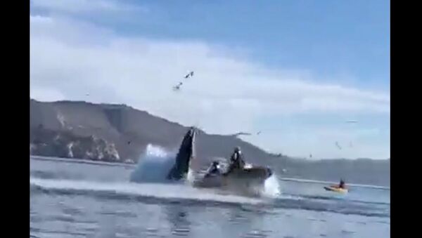 Горбатый кит почти проглотил каякеров возле пляжа Авила - Калифорния - YouTube - Sputnik Тоҷикистон