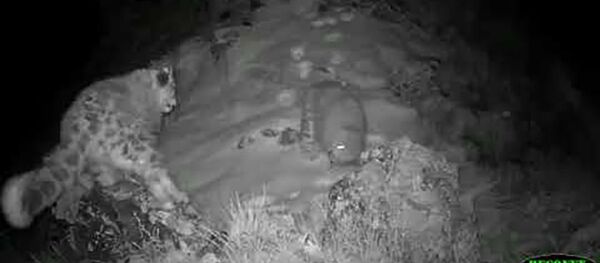 Самка снежного барса с котятами в заповеднике Саяно-Шушенский. - YouTube Самка снежного барса с котятами в заповеднике Саяно-Шушенский. - YouTube - Sputnik Тоҷикистон