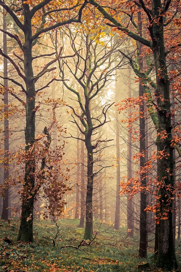 Снимок Mortimers Tree британского фотографа David G Jones, попавший в ТОП-101 конкурса The International Landscape Photographer of the Year 2020 - Sputnik Таджикистан