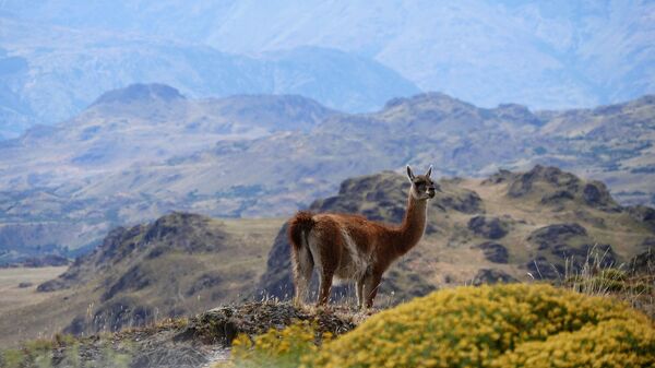 Альпака в горах Патагонии в Чили - обладатель звания World's Leading Green Destination 2020  - Sputnik Таджикистан