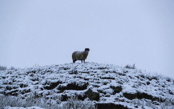  Овца на вершине холма в Северном Йоркшире - Sputnik Таджикистан
