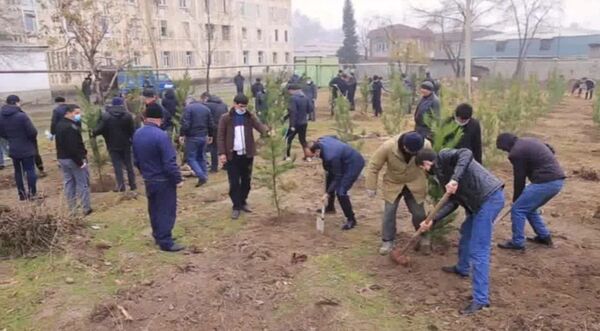 Милисаҳо барои нигоҳубини ниҳолҳои шинондаашон вазифадор шуданд-акс - Sputnik Тоҷикистон